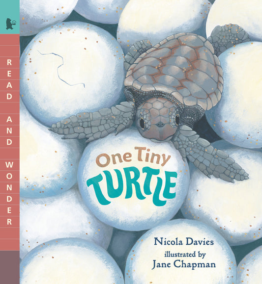 One Tiny Turtle: Read and Wonder - Ingram