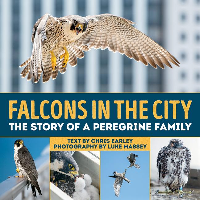 Falcons in the City: The Story of a Peregine Family - Ingram